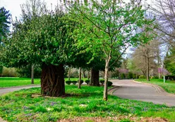 Trees