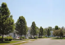 Tree-Lined Streets