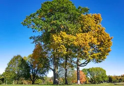 Ample Green Space