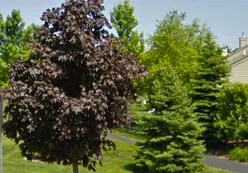 Walking Trail with Mature Landscaping