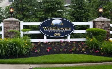 Wildflowers at Medford, NJ