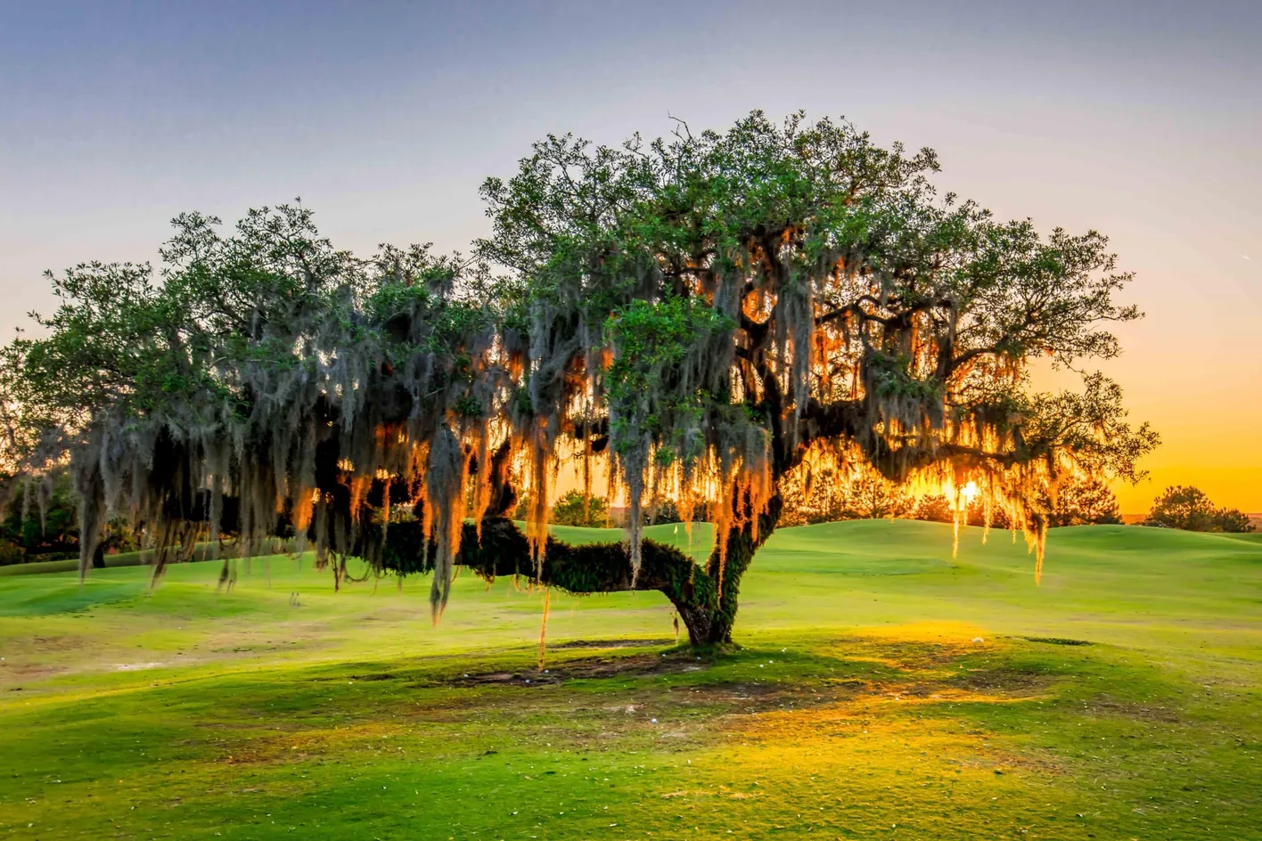 Gounds at Dusk