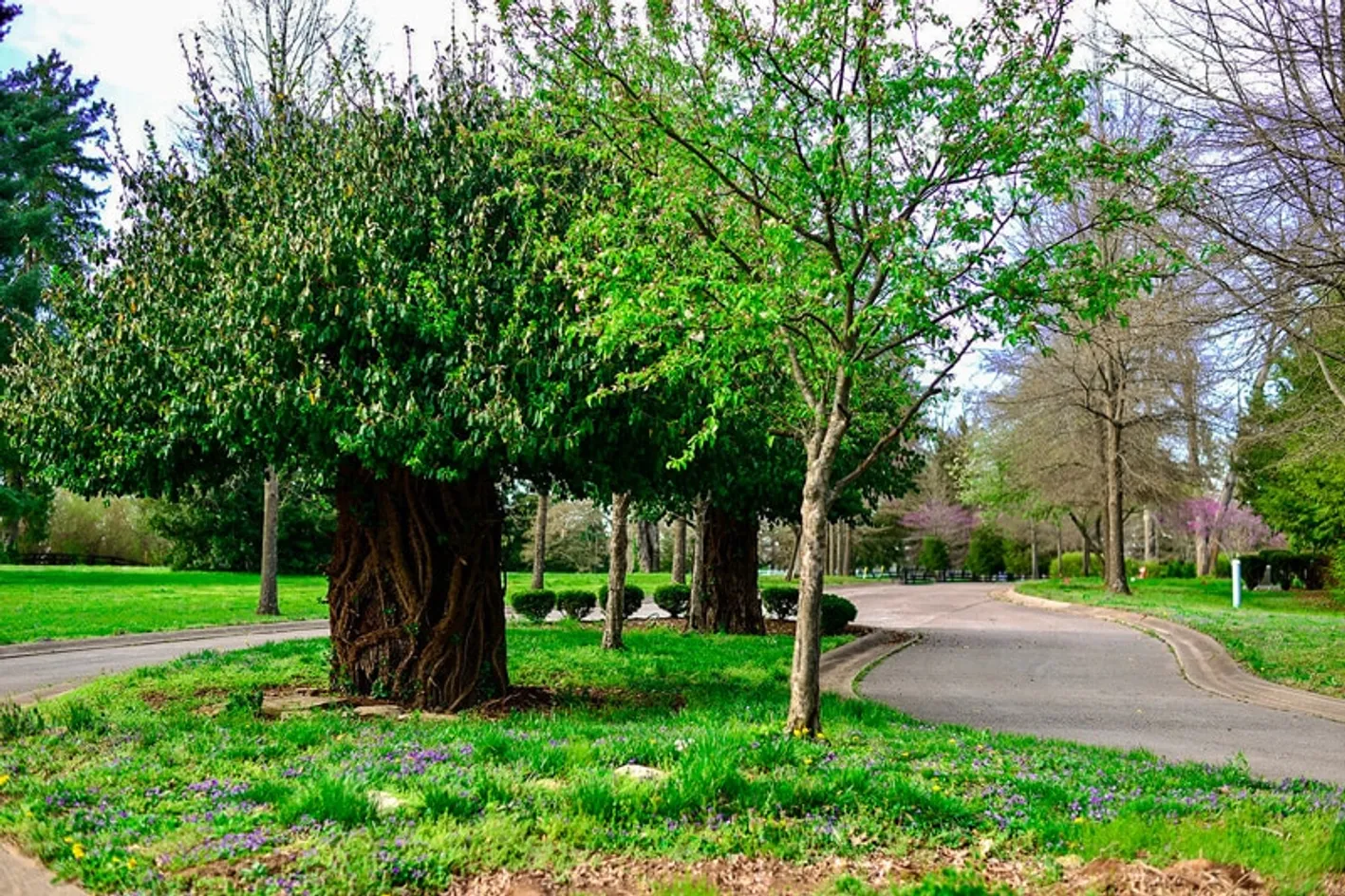 Trees