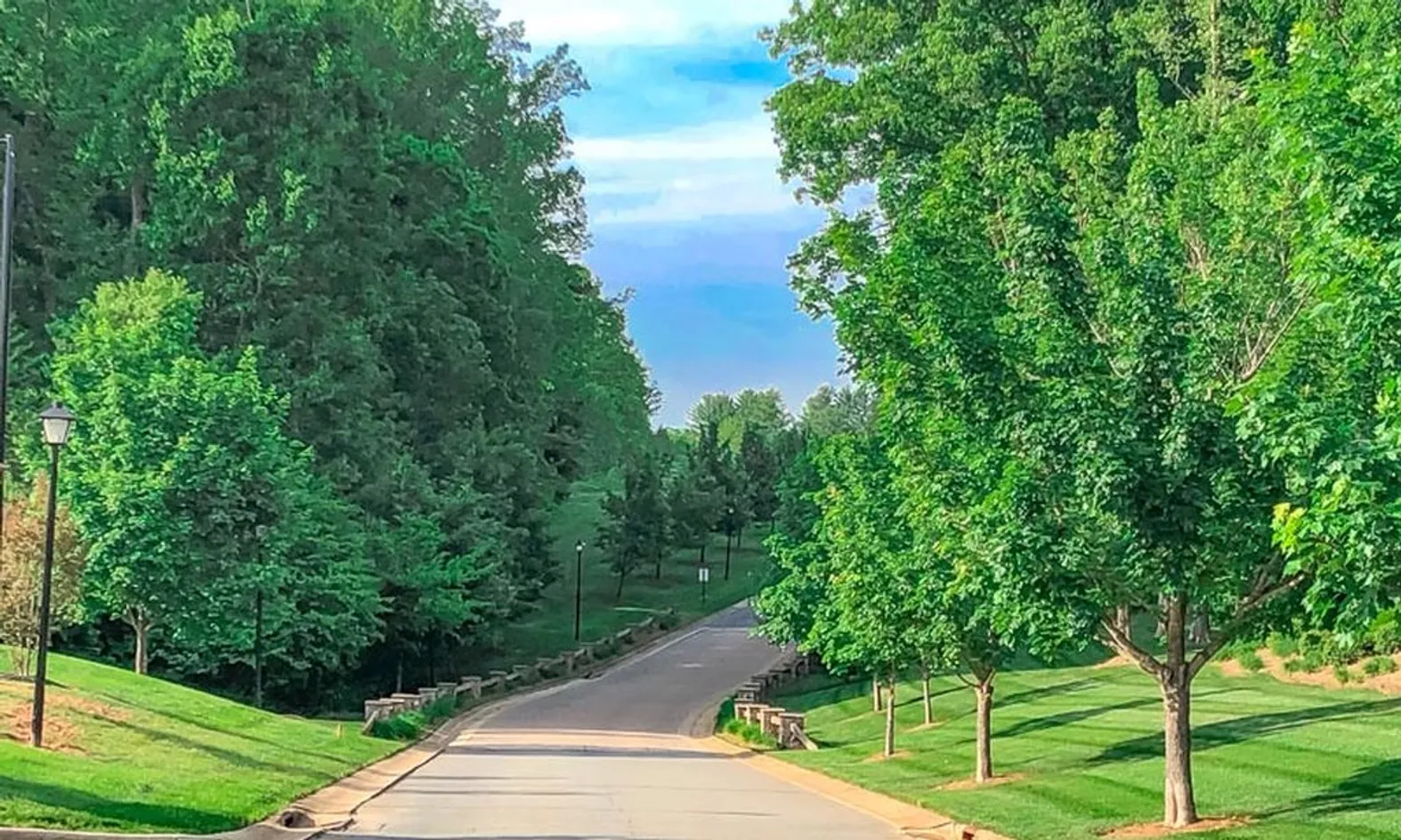 Tree-Lined Streets