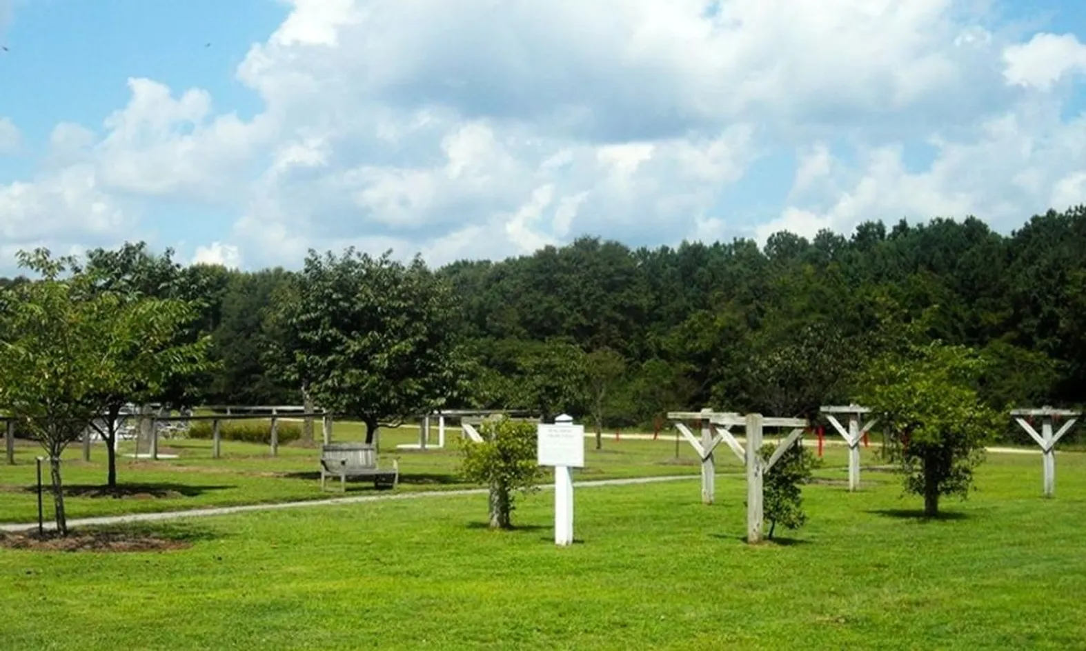 Muscadine Field