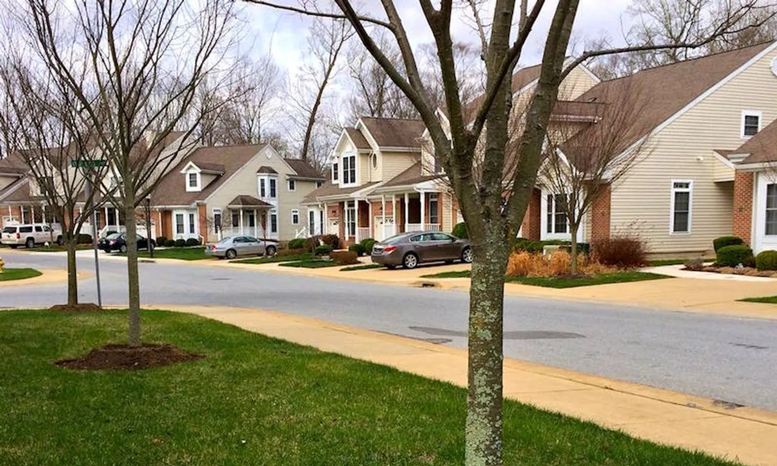 Tree-Lined Streets