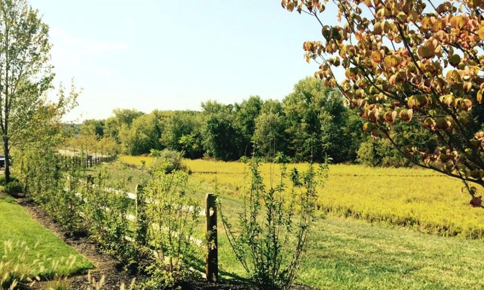 Lush Greenspace