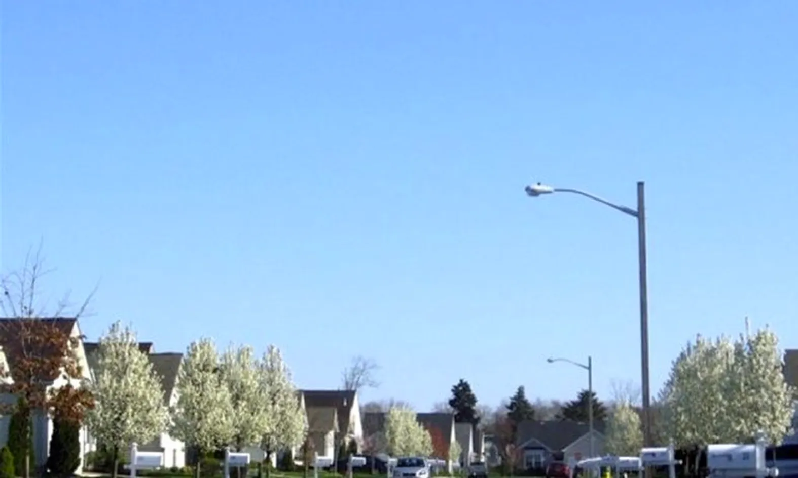 Tree-Lined Streets