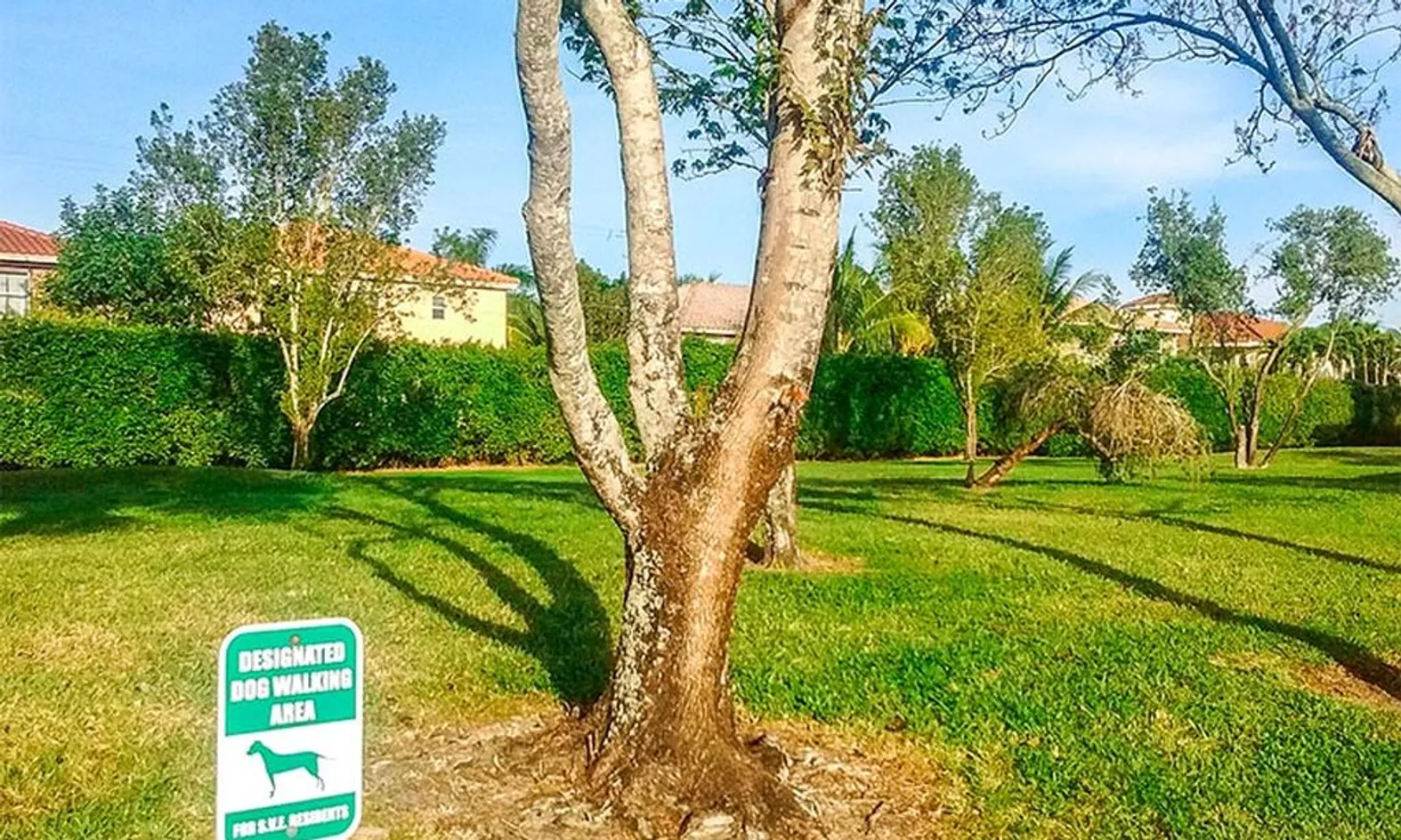 Dog Park