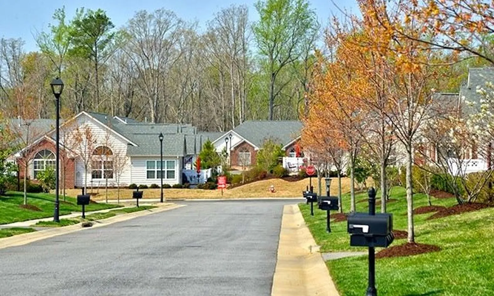 Tree-Lined Streets