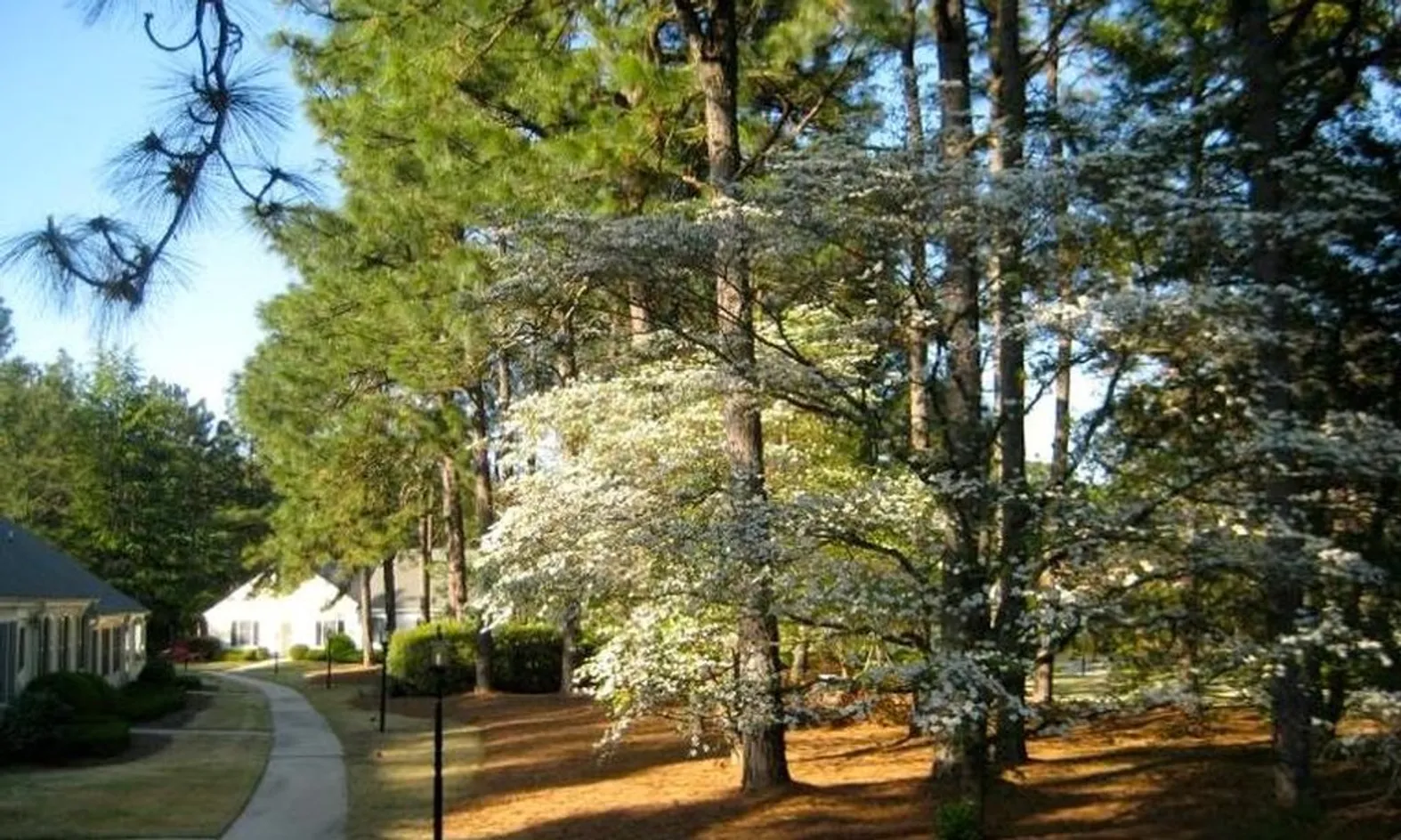 Mature Trees