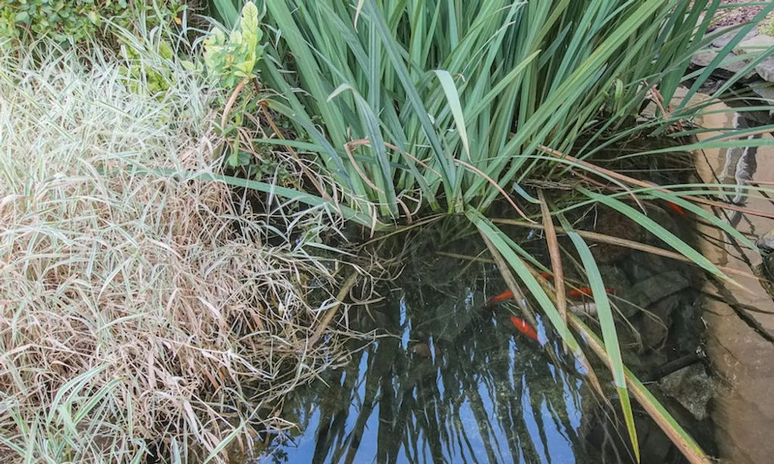 Koi Pond