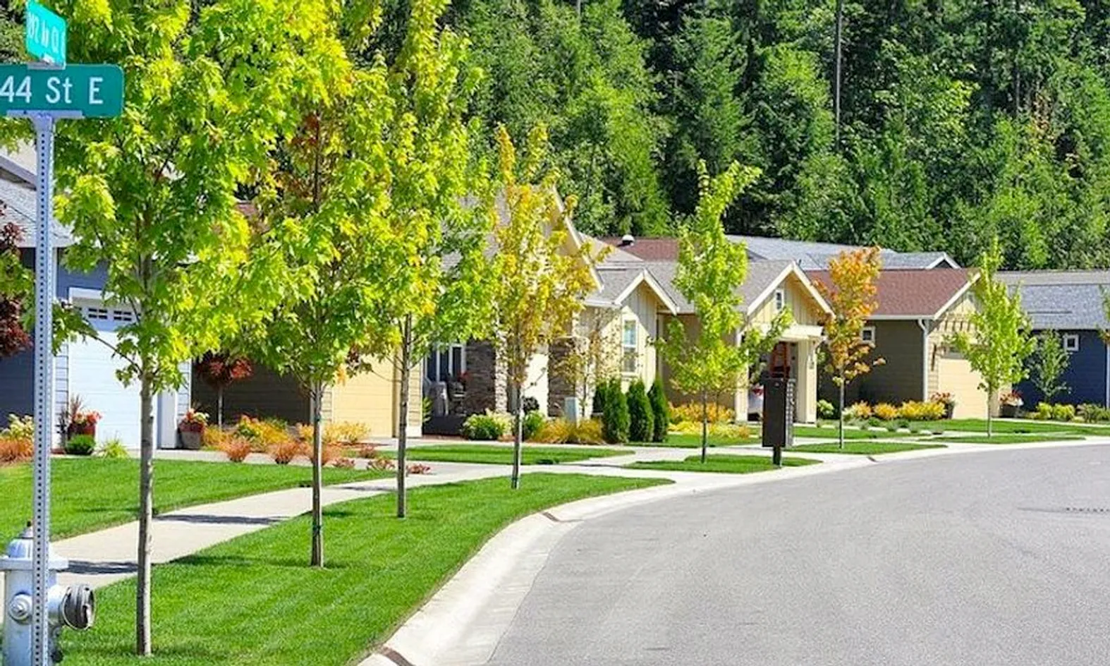 Tree-Lined Streets
