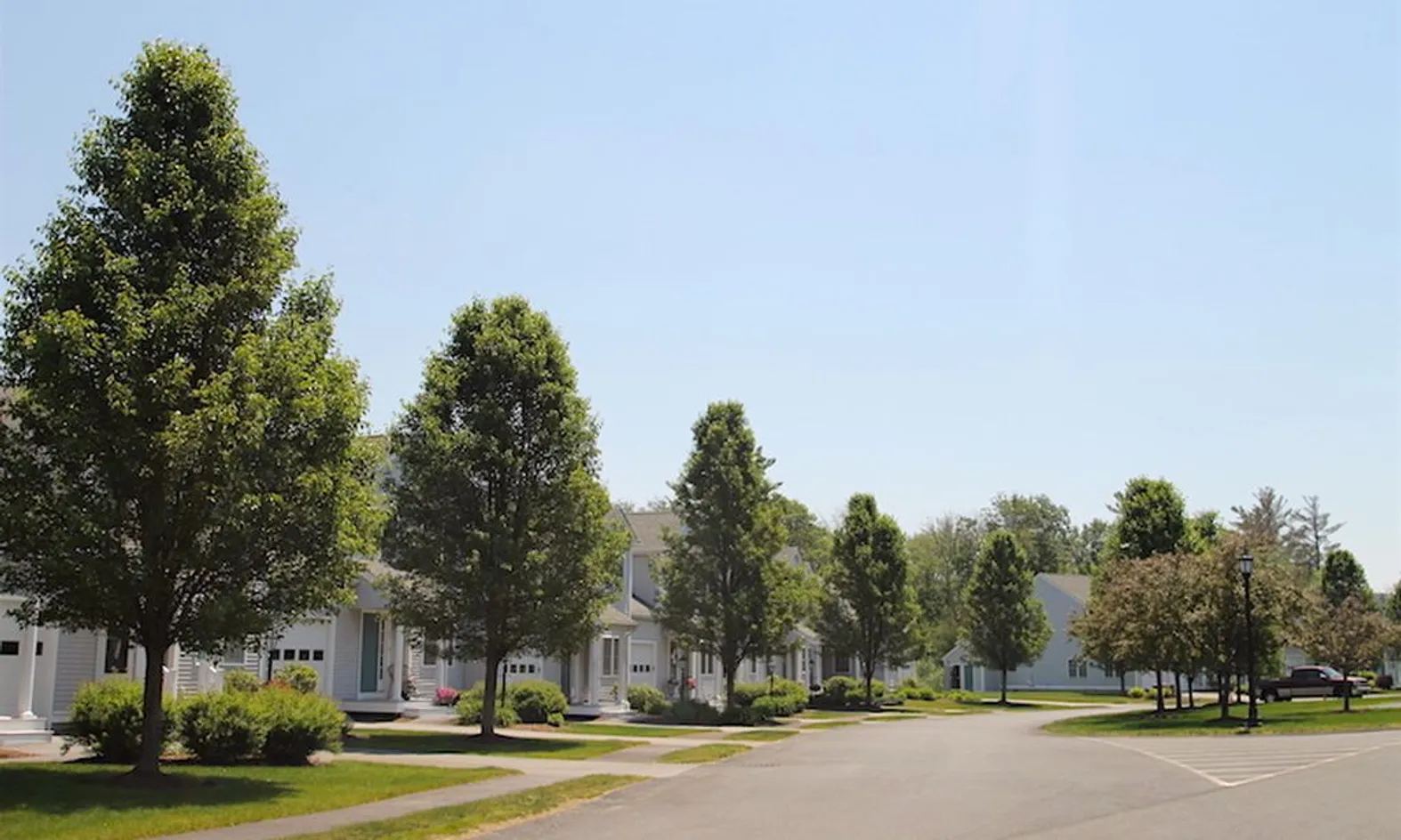Tree-Lined Streets