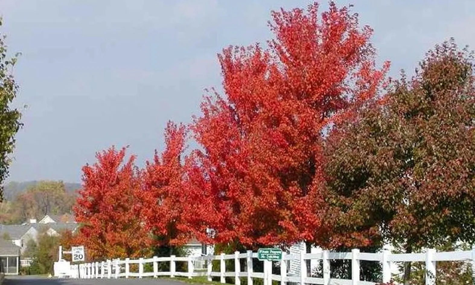 Mature Trees