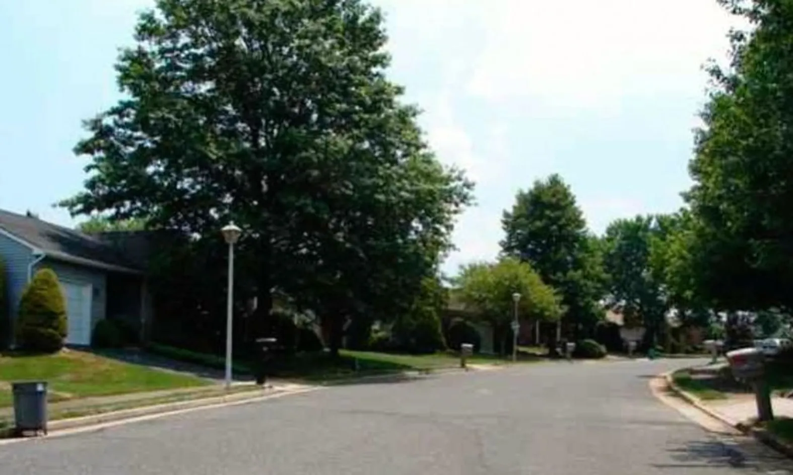 Tree-Lined Streets