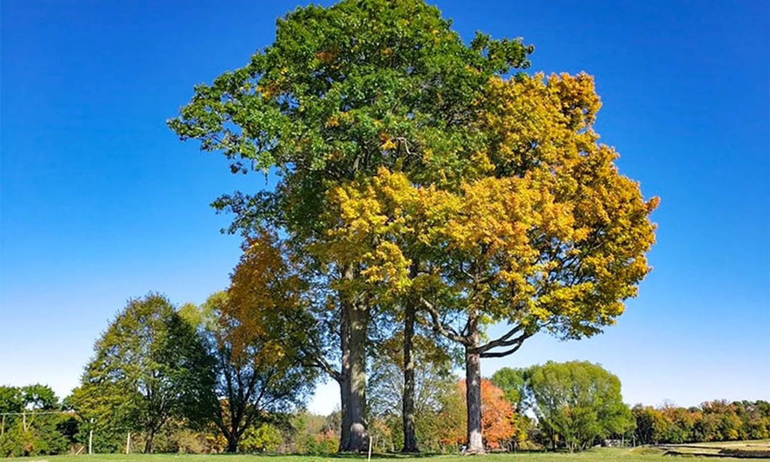 Ample Green Space