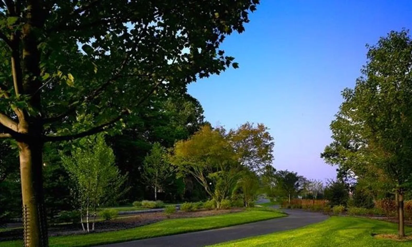Mature Landscaping