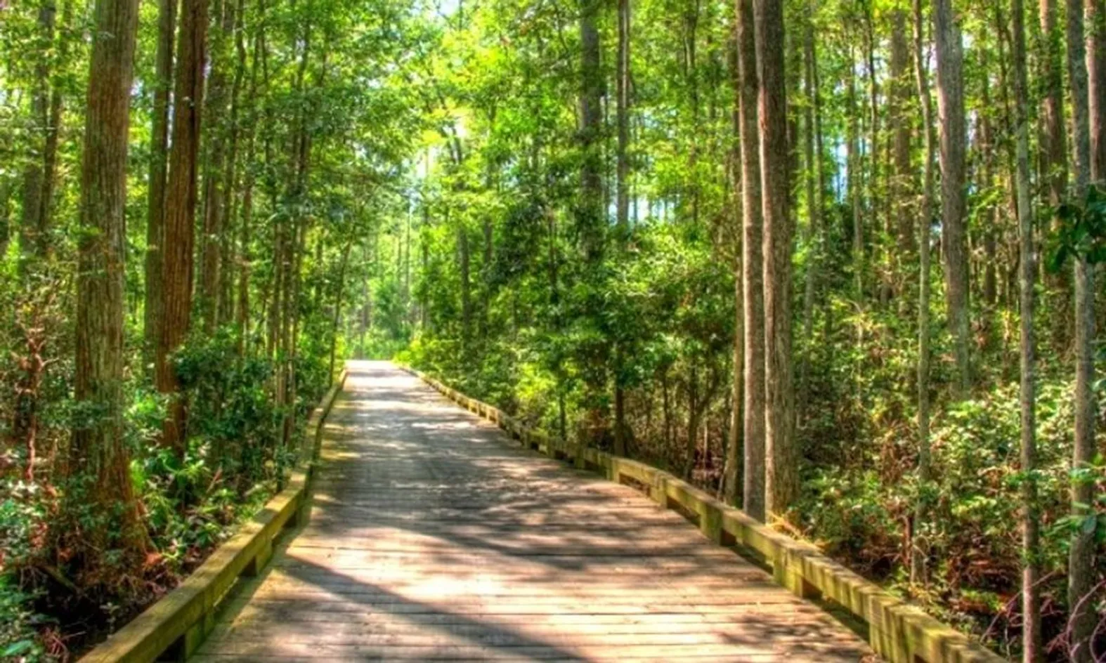 Scenic Walking Trails