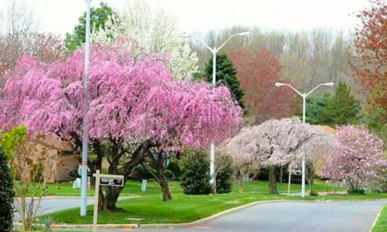 Picturesque Neighborhood