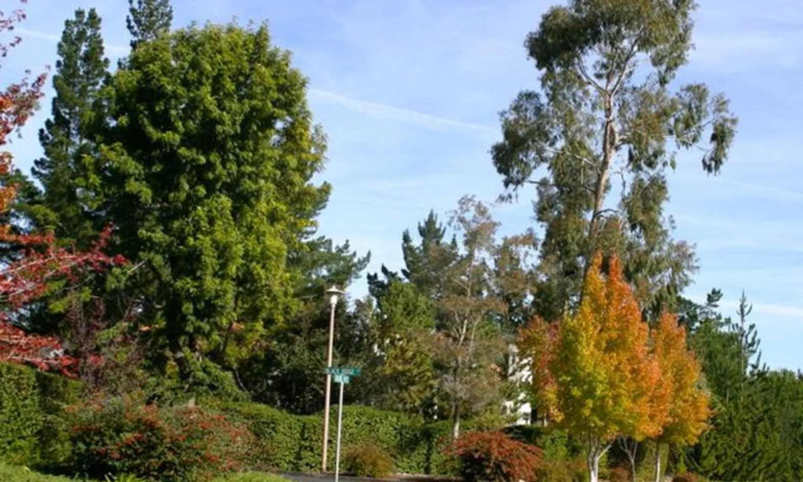 Mature Streetscapes