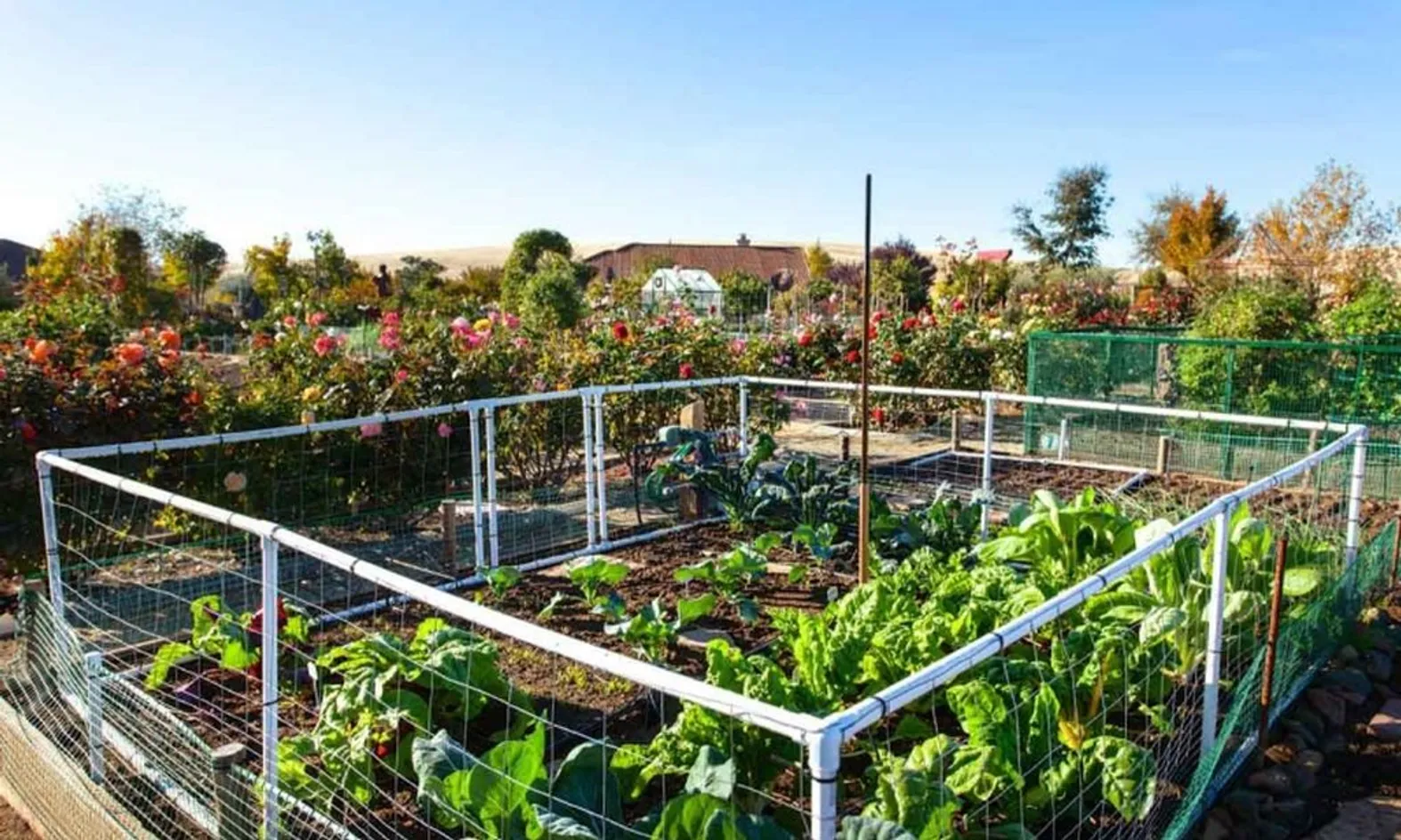 Gardening Plots