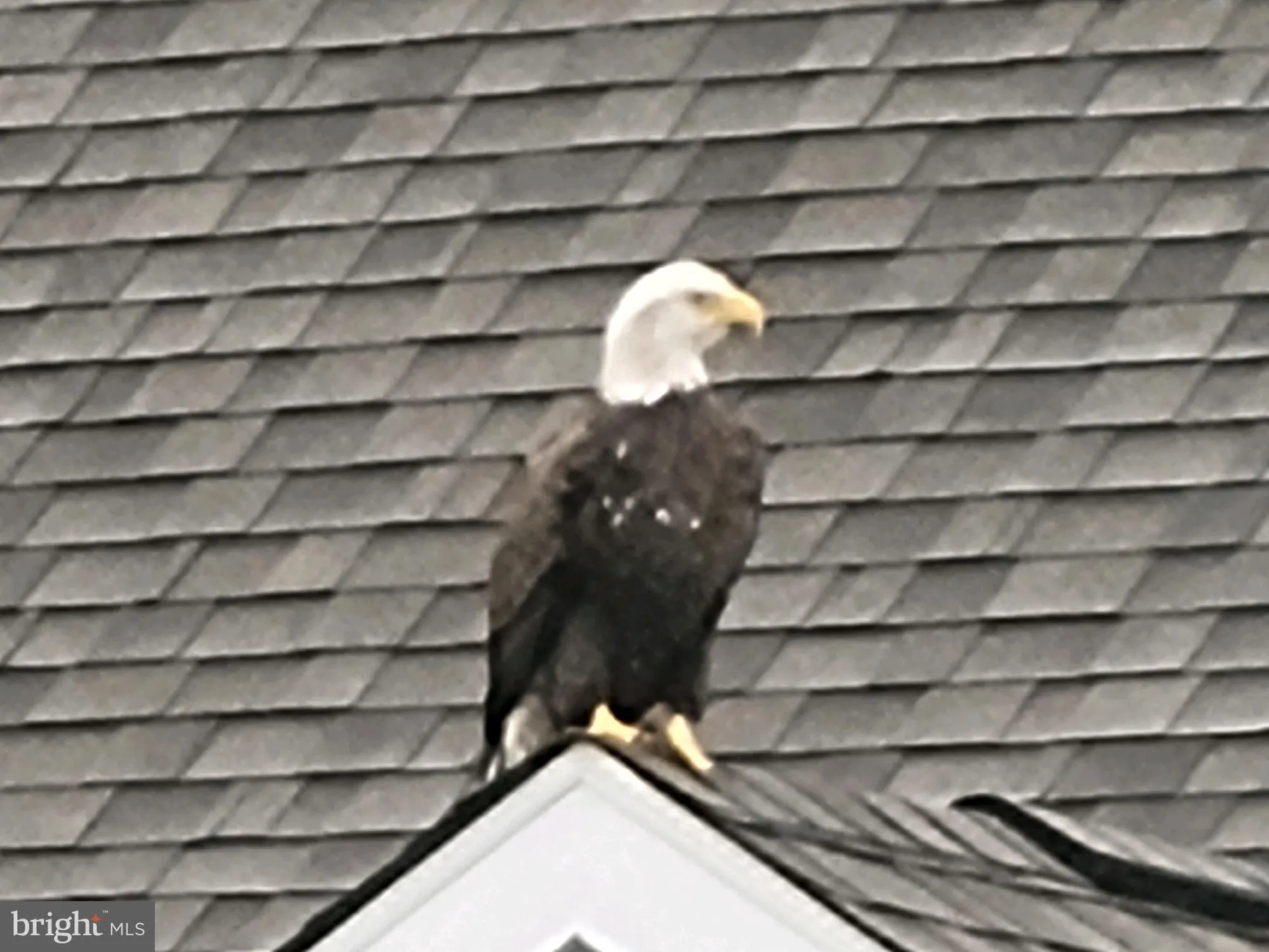 Property Slideshow image 61 of 66 | 17010 bellevue ct, Millville, DE, 19967