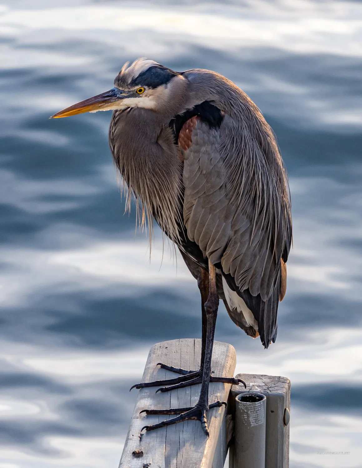 Property Slideshow image 11 of 29 | 52 yacht club dr apt 303, North Palm Beach, FL, 33408