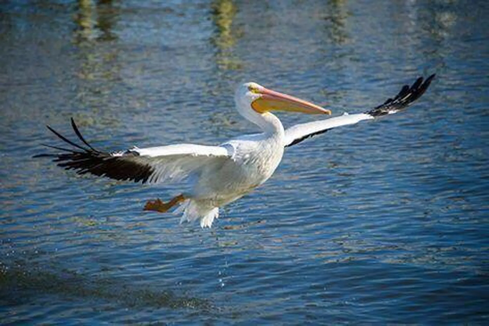 Property Slideshow image 63 of 63 | 324 nw treeline trce, Port Saint Lucie, FL, 34986