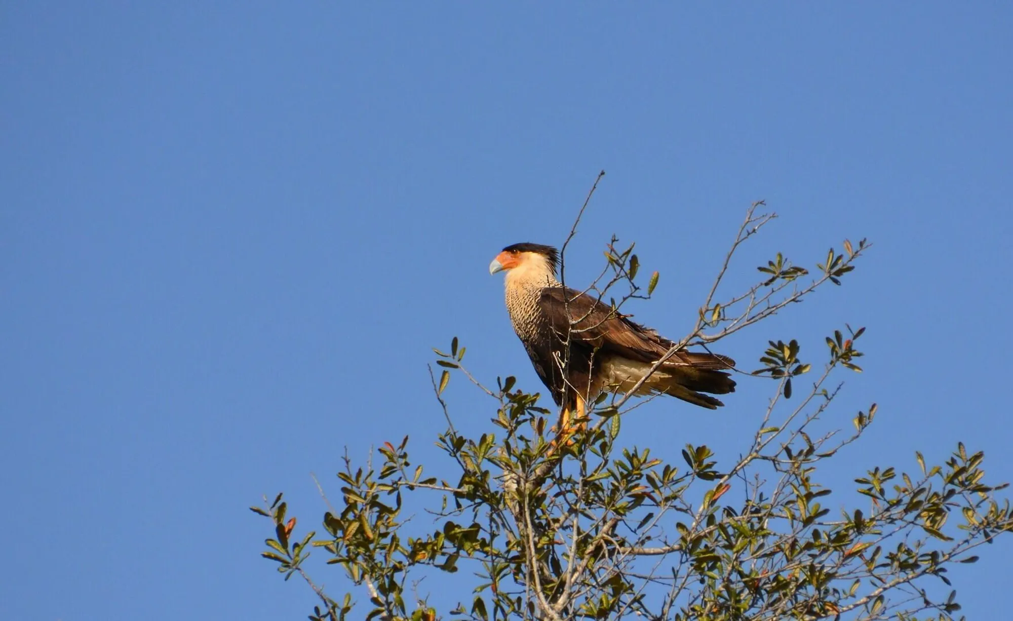 Property Slideshow image 32 of 44 | 27064 sw viterbo way, Port Saint Lucie, FL, 34986
