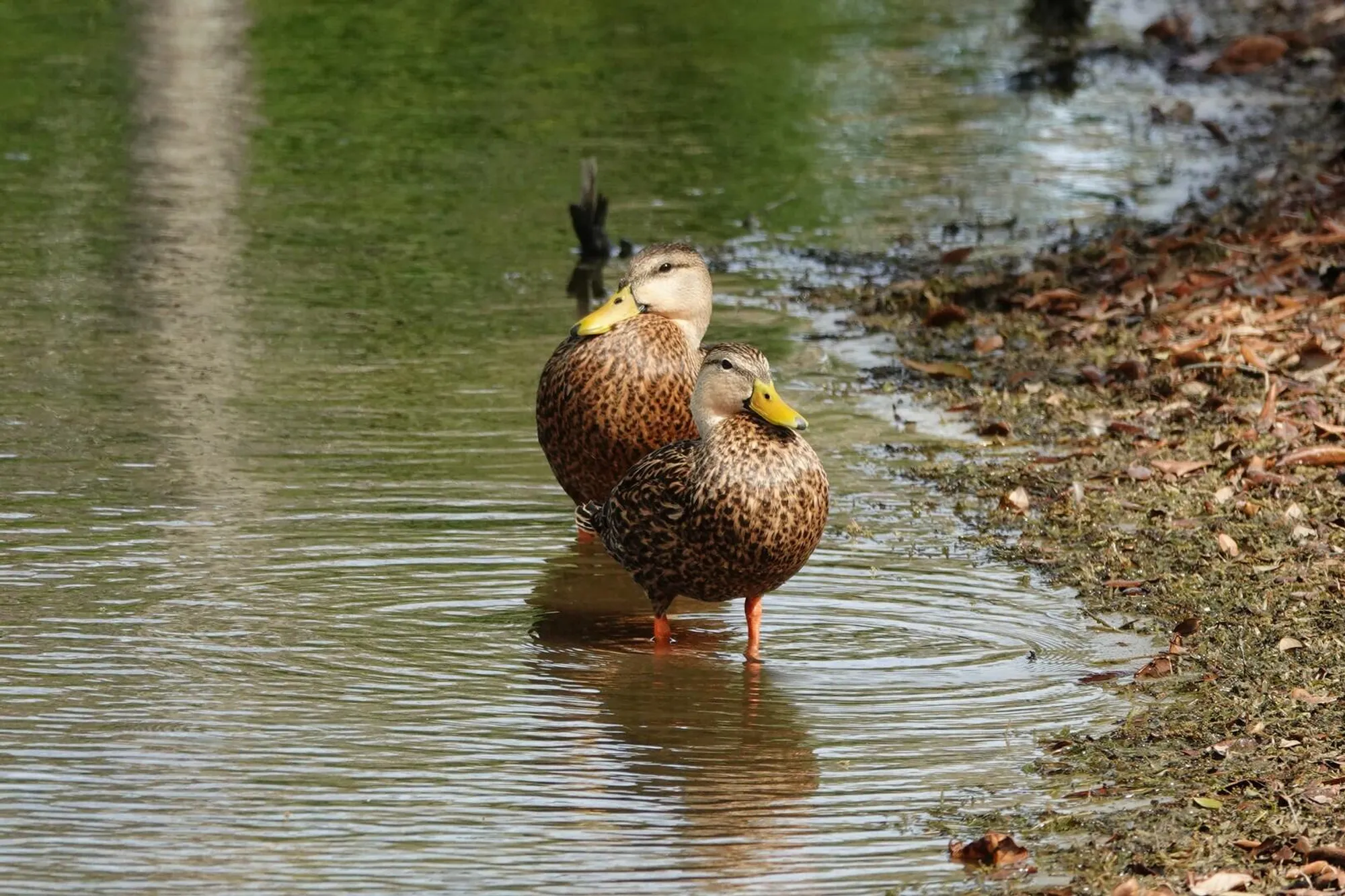 Property Slideshow image 35 of 44 | 27064 sw viterbo way, Port Saint Lucie, FL, 34986