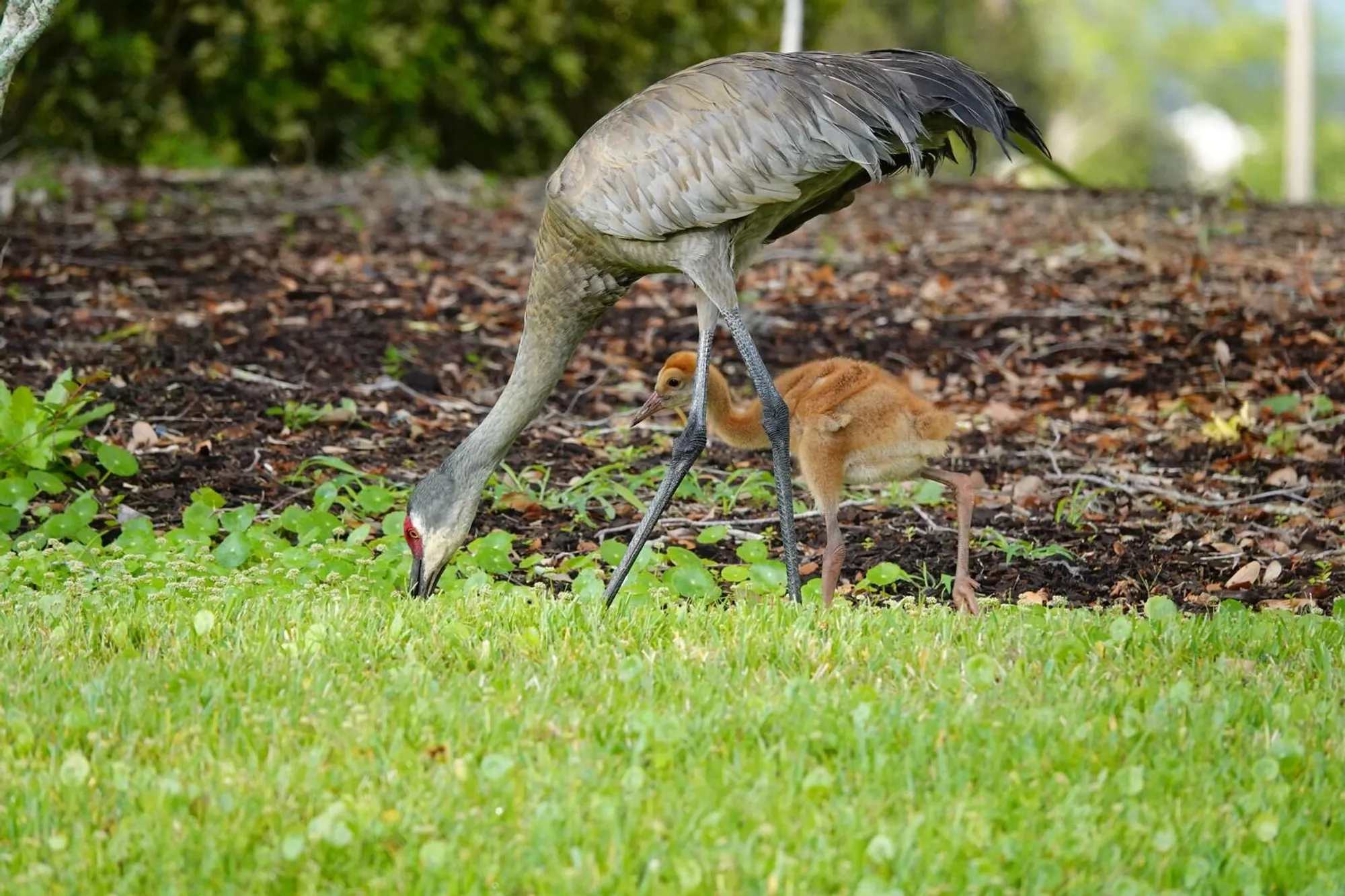 Property Slideshow image 36 of 44 | 27064 sw viterbo way, Port Saint Lucie, FL, 34986