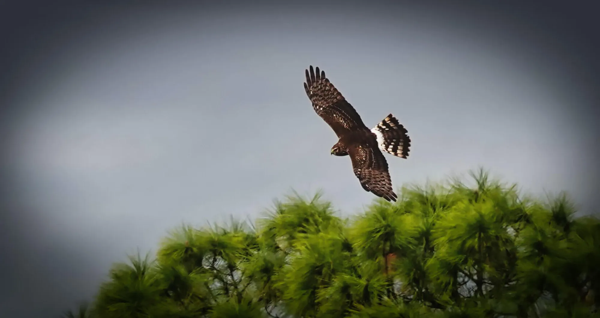 Property Slideshow image 37 of 44 | 27064 sw viterbo way, Port Saint Lucie, FL, 34986
