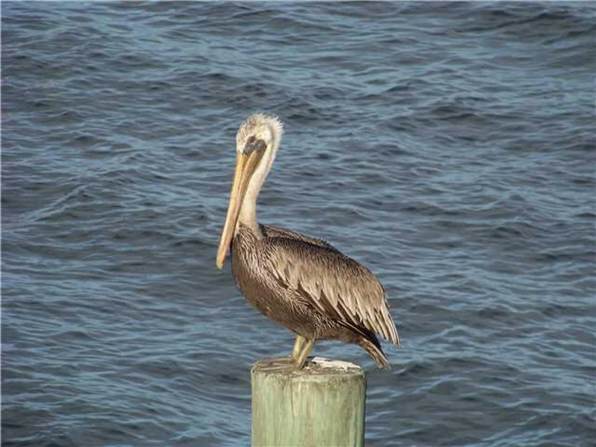 Property Slideshow image 60 of 61 | 15924 laurel oak cir, Delray Beach, FL, 33484