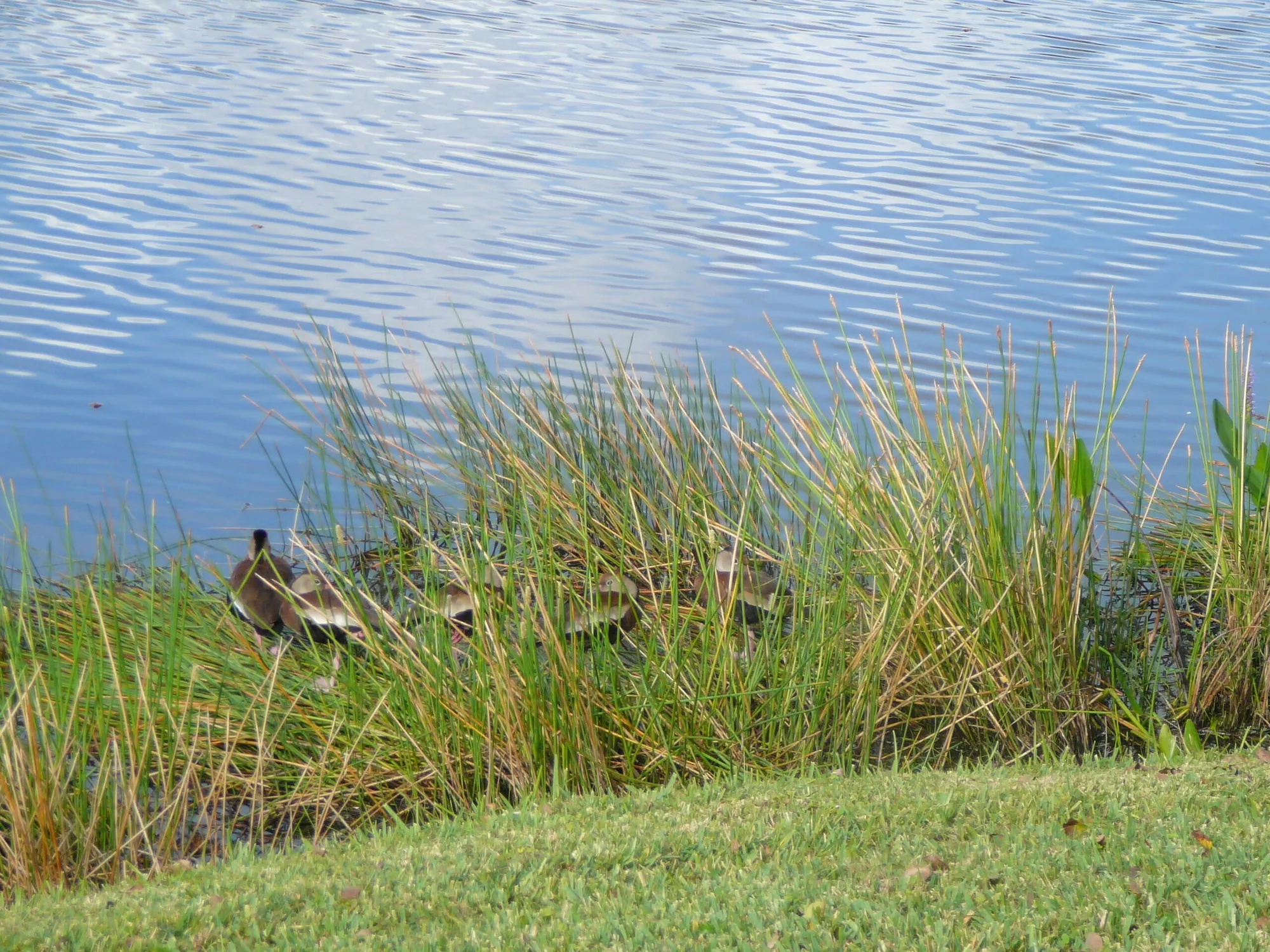 Property Slideshow image 52 of 57 | 6238 alexandria cir, Fort Pierce, FL, 34982