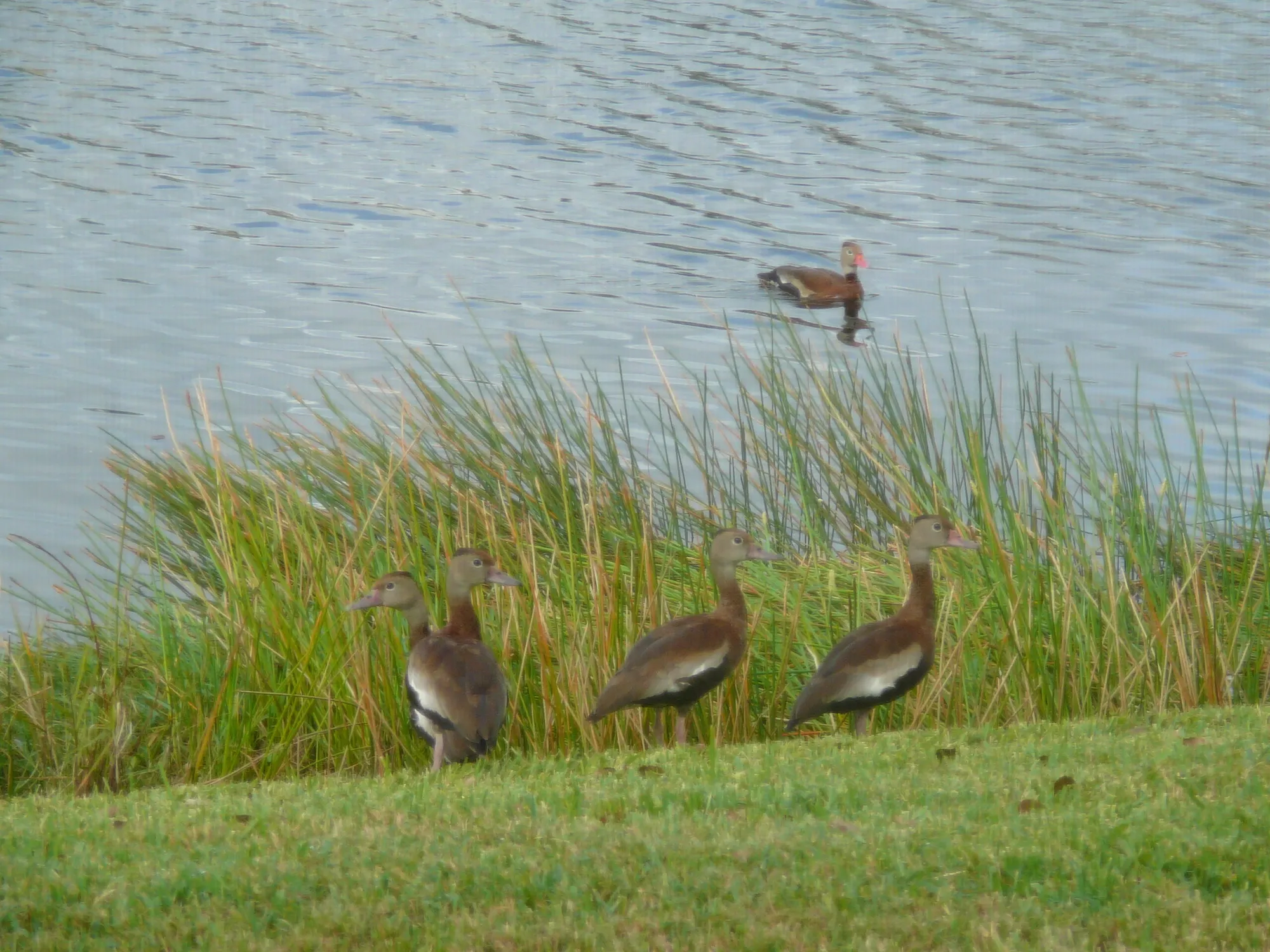 Property Slideshow image 12 of 57 | 6238 alexandria cir, Fort Pierce, FL, 34982