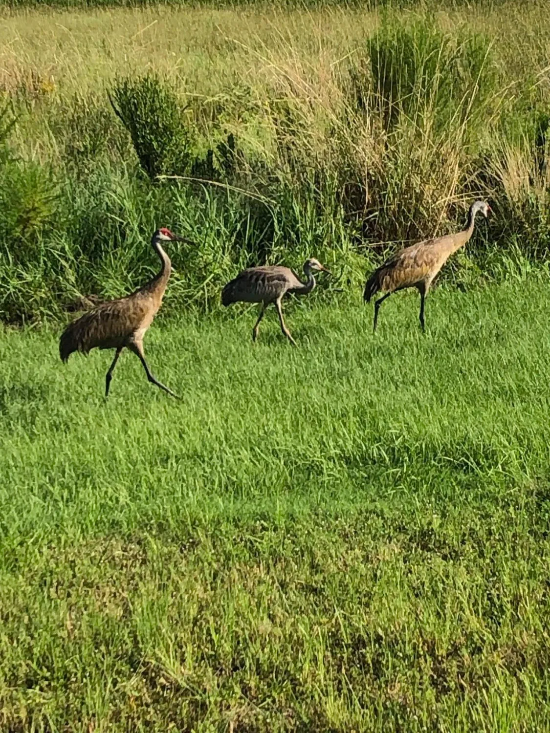 Property Slideshow image 34 of 34 | 12861 sw ambra st, Port Saint Lucie, FL, 34987