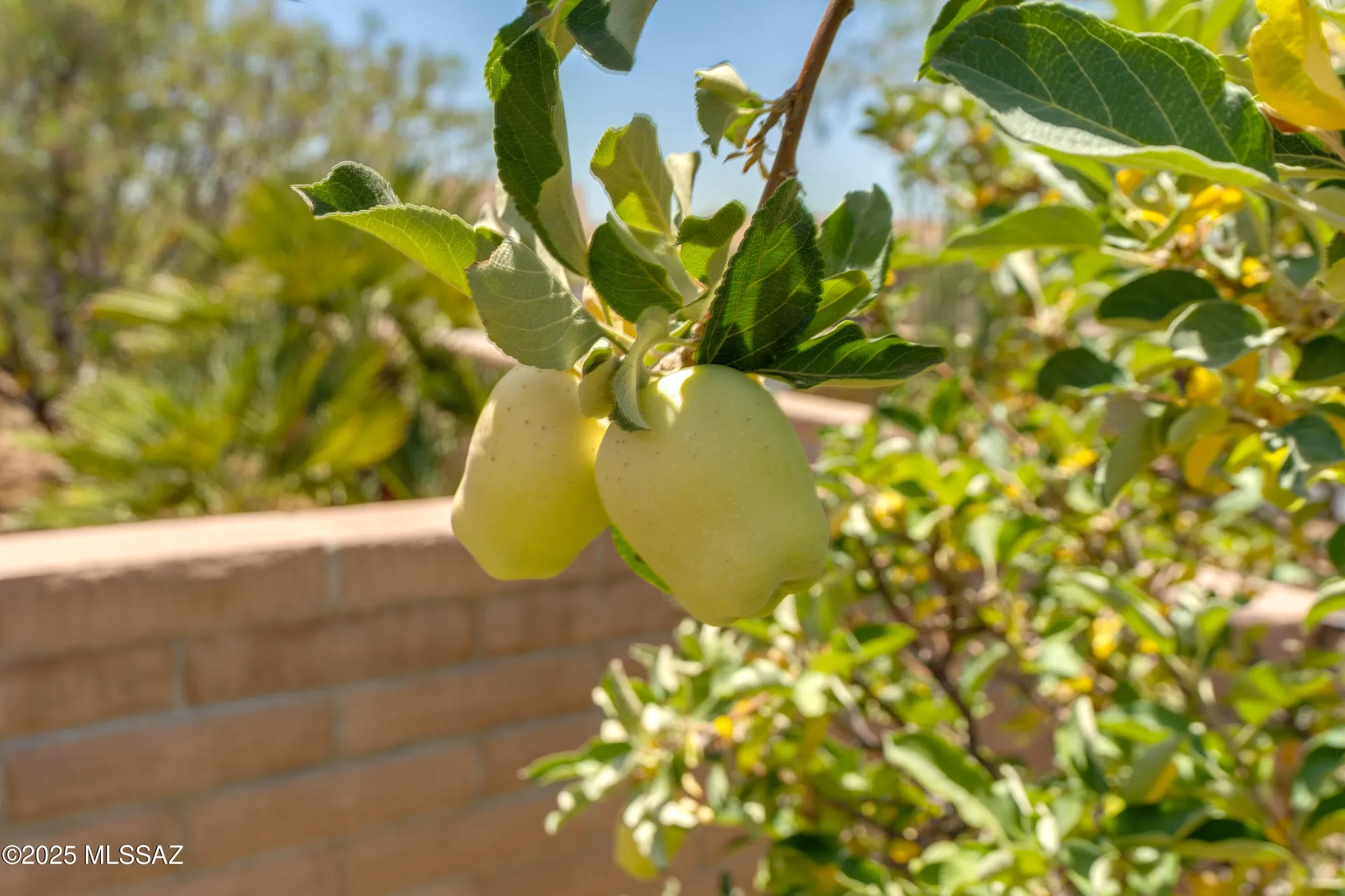 Property Slideshow image 48 of 50 | 779 n lukeville dr, Green Valley, AZ, 85614
