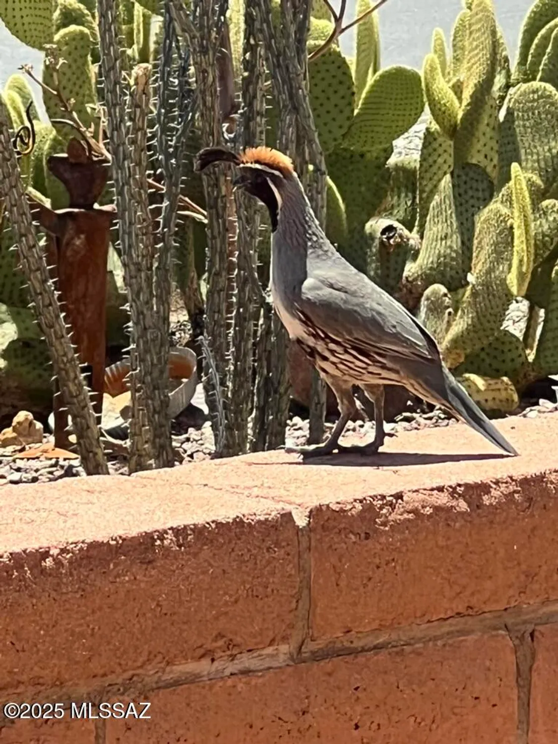 Property Slideshow image 34 of 35 | 2052 s santa carla dr, Green Valley, AZ, 85614