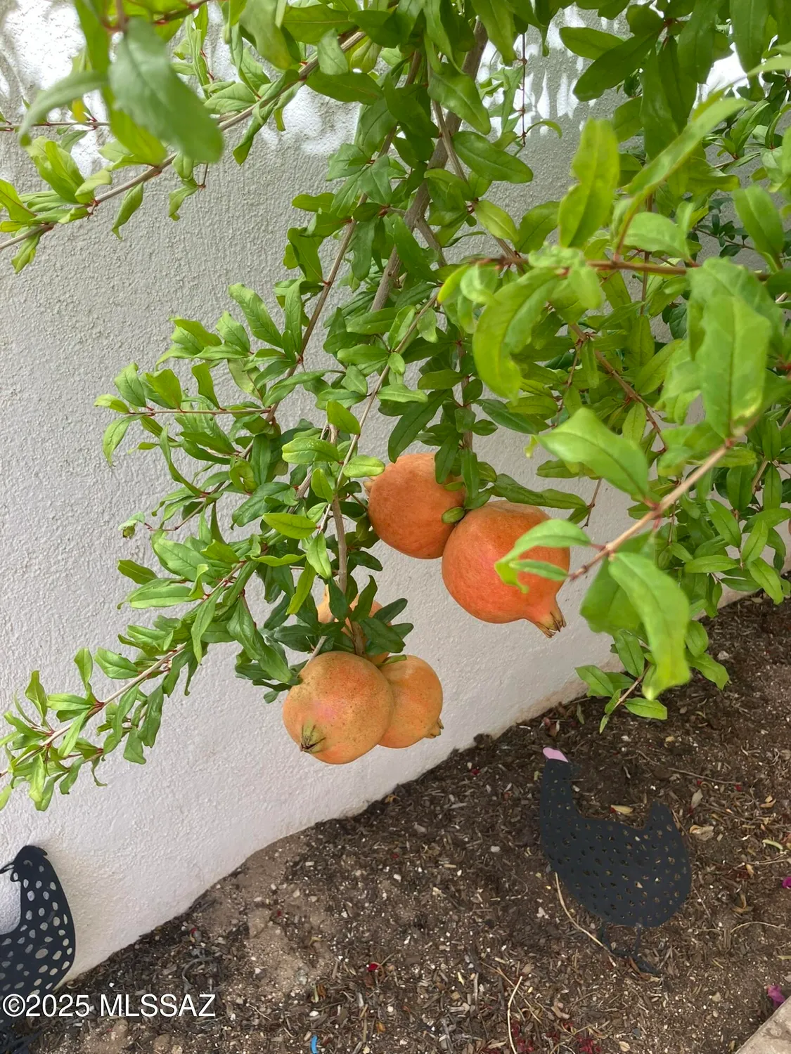 Property Slideshow image 5 of 50 | 8000 n casas pl, Tucson, AZ, 85742