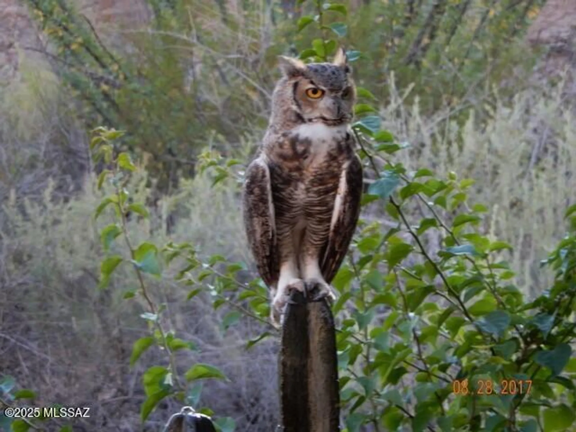 Property Slideshow image 2 of 49 | 38996 s moonwood dr, Saddlebrooke, AZ, 85739