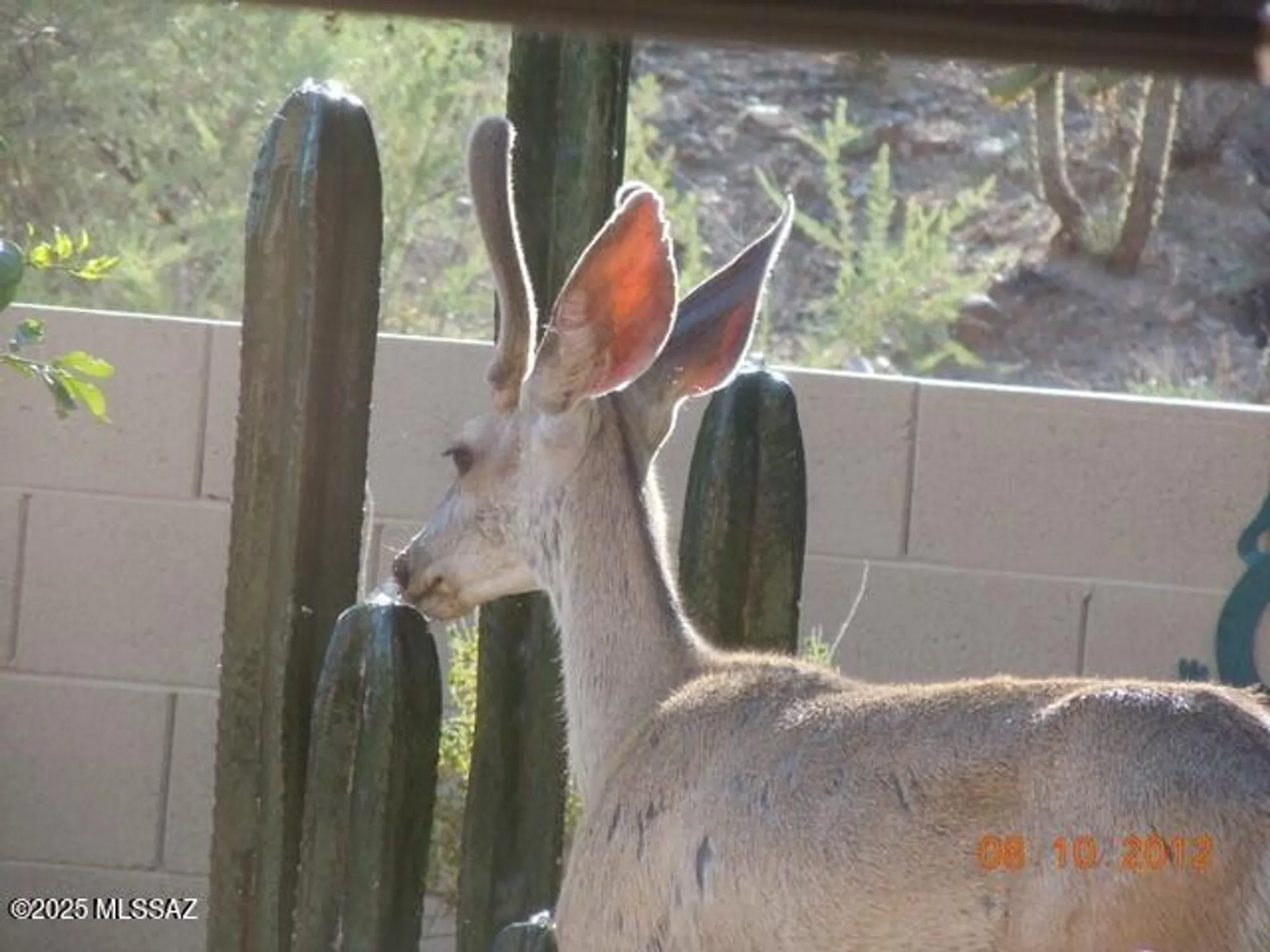 Property Slideshow image 41 of 49 | 38996 s moonwood dr, Saddlebrooke, AZ, 85739