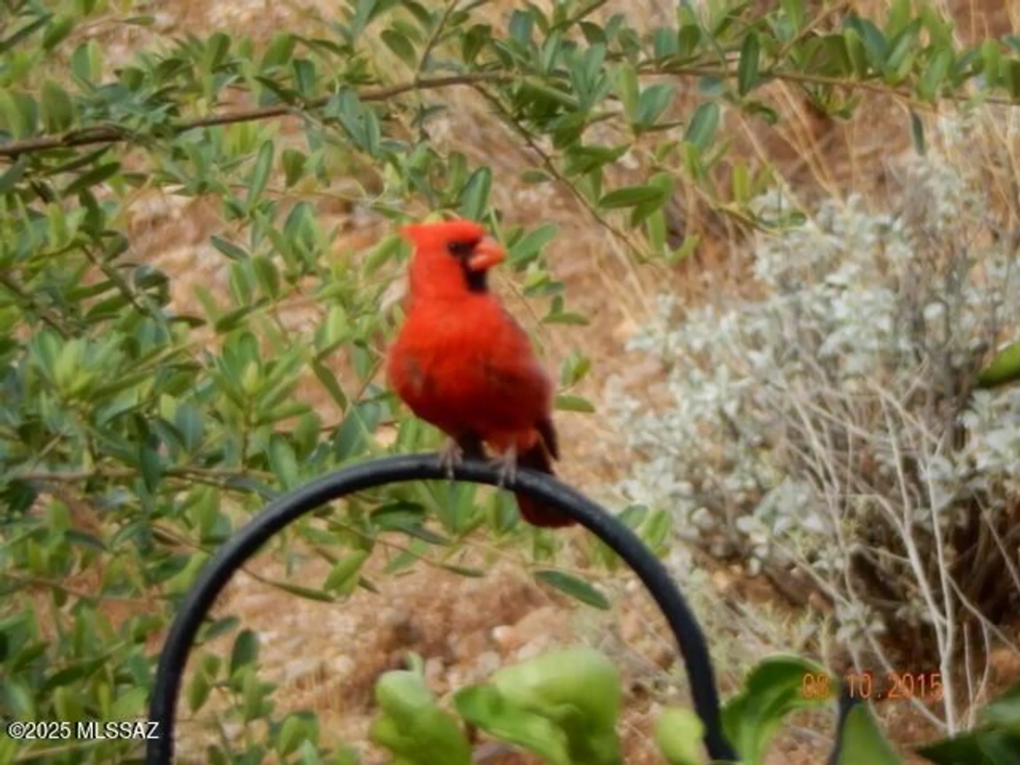 Property Slideshow image 42 of 49 | 38996 s moonwood dr, Saddlebrooke, AZ, 85739