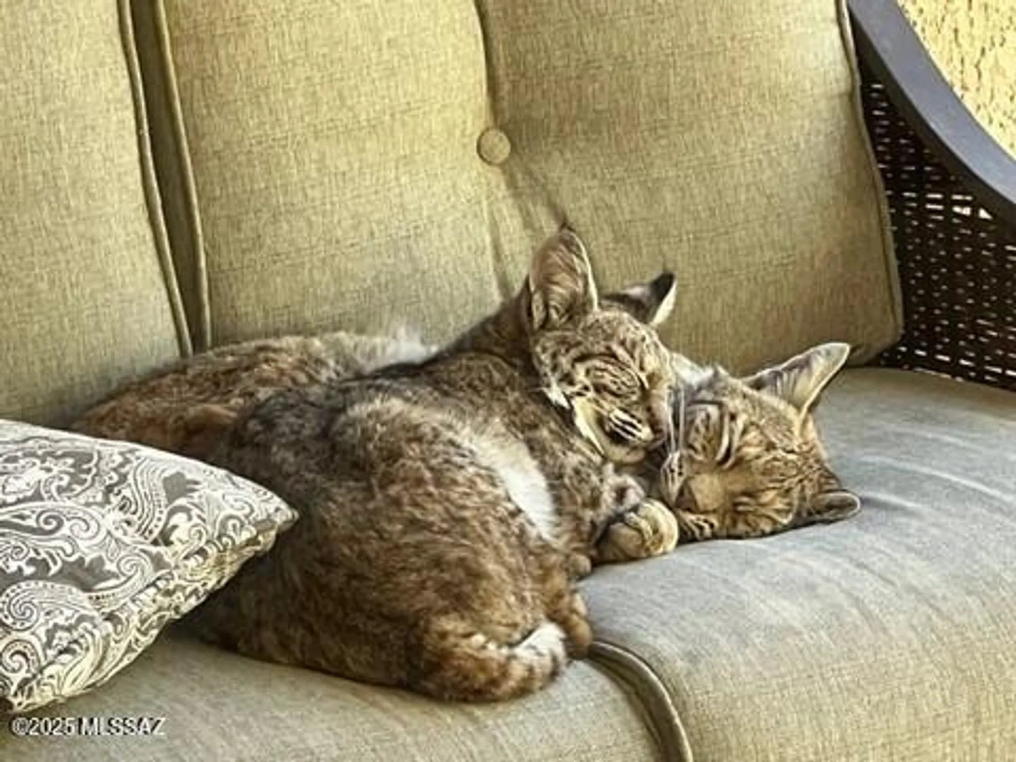 Property Slideshow image 45 of 49 | 38996 s moonwood dr, Saddlebrooke, AZ, 85739