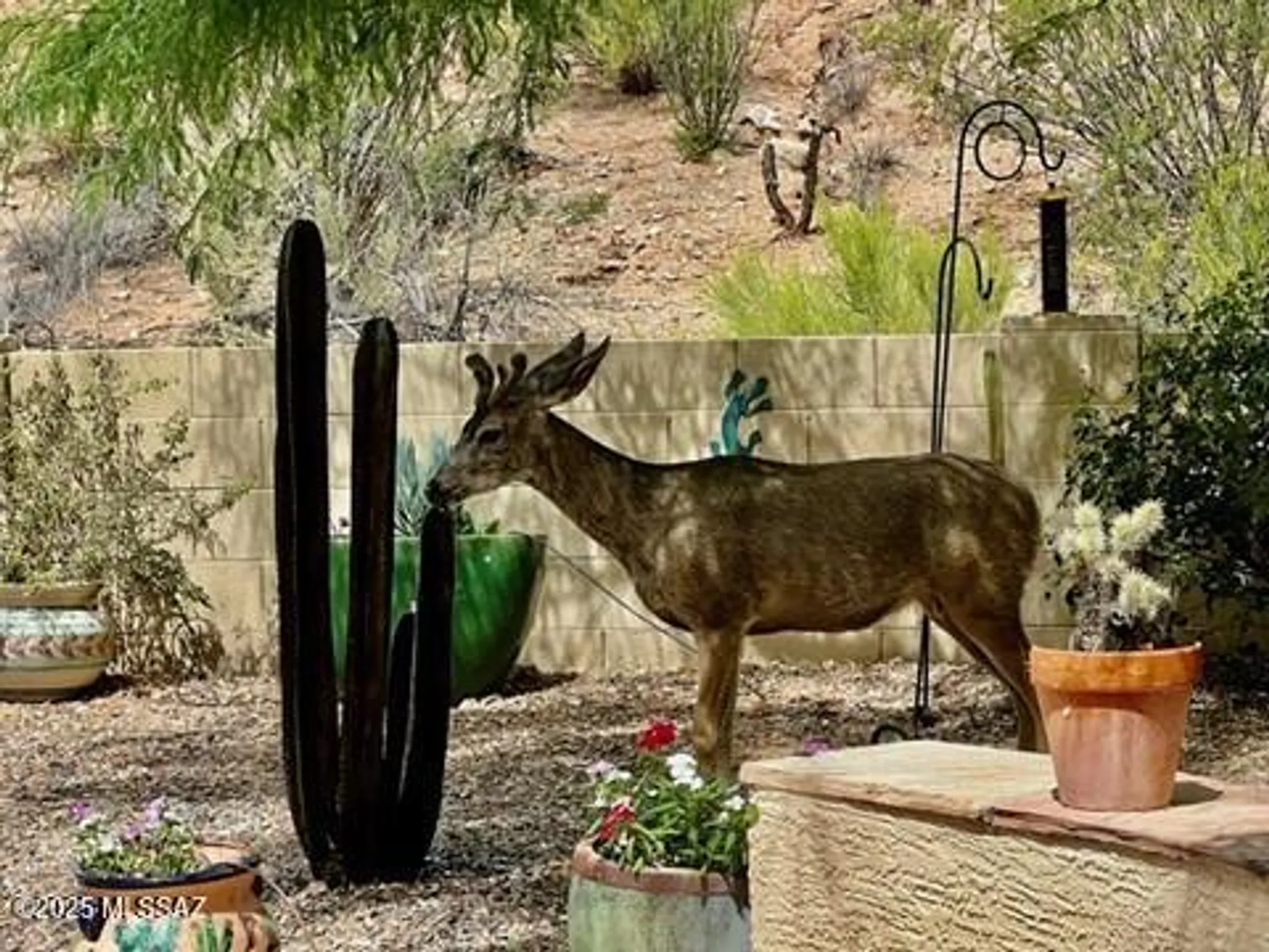 Property Slideshow image 46 of 49 | 38996 s moonwood dr, Saddlebrooke, AZ, 85739