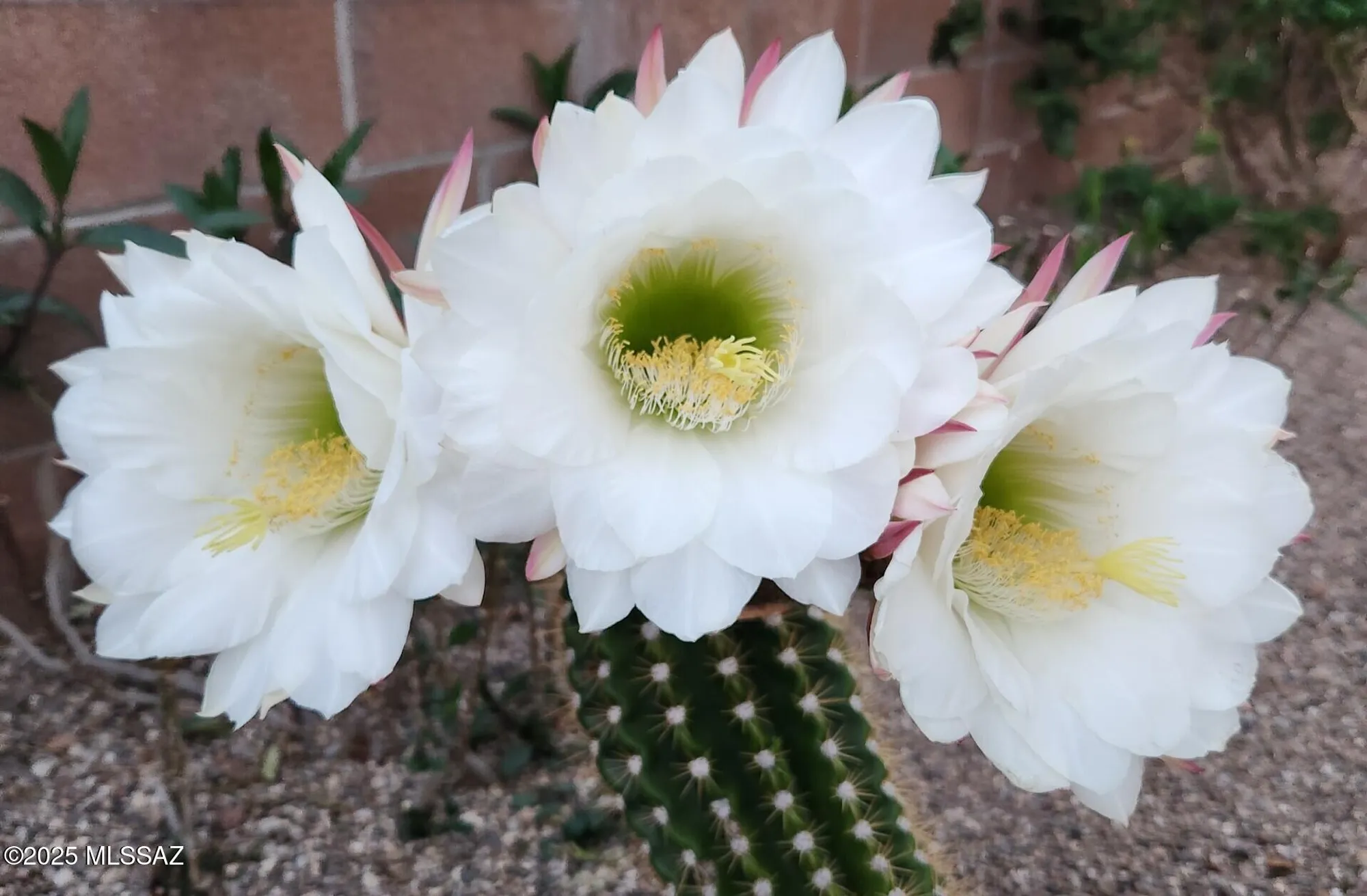 Property Slideshow image 49 of 50 | 14679 n windshade dr, Oro Valley, AZ, 85755