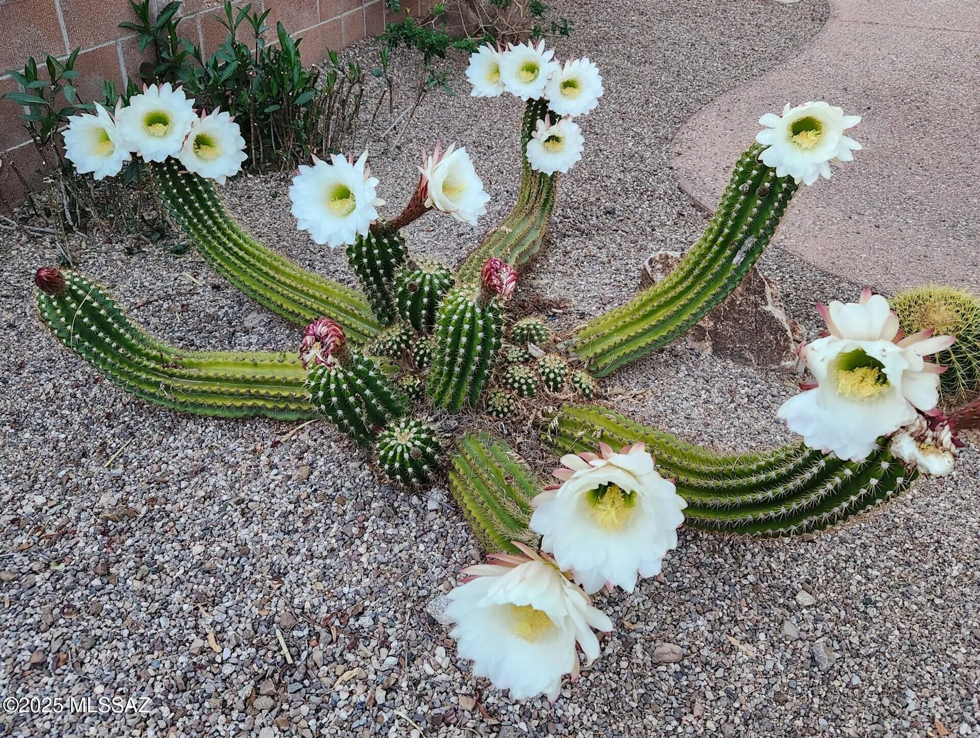 Property Slideshow image 50 of 50 | 14679 n windshade dr, Oro Valley, AZ, 85755