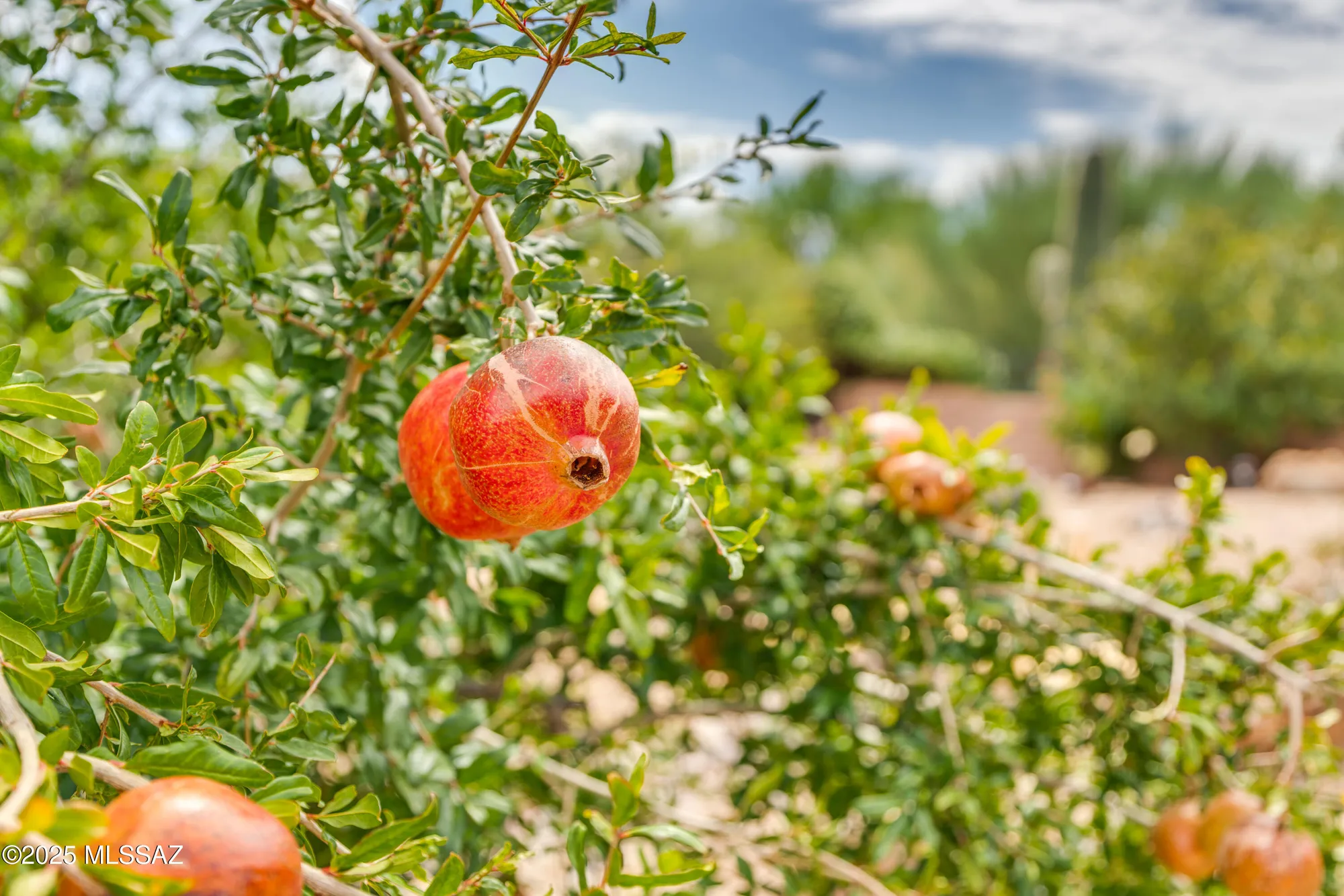 Property Slideshow image 45 of 49 | 671 n keyes rd, Green Valley, AZ, 85614