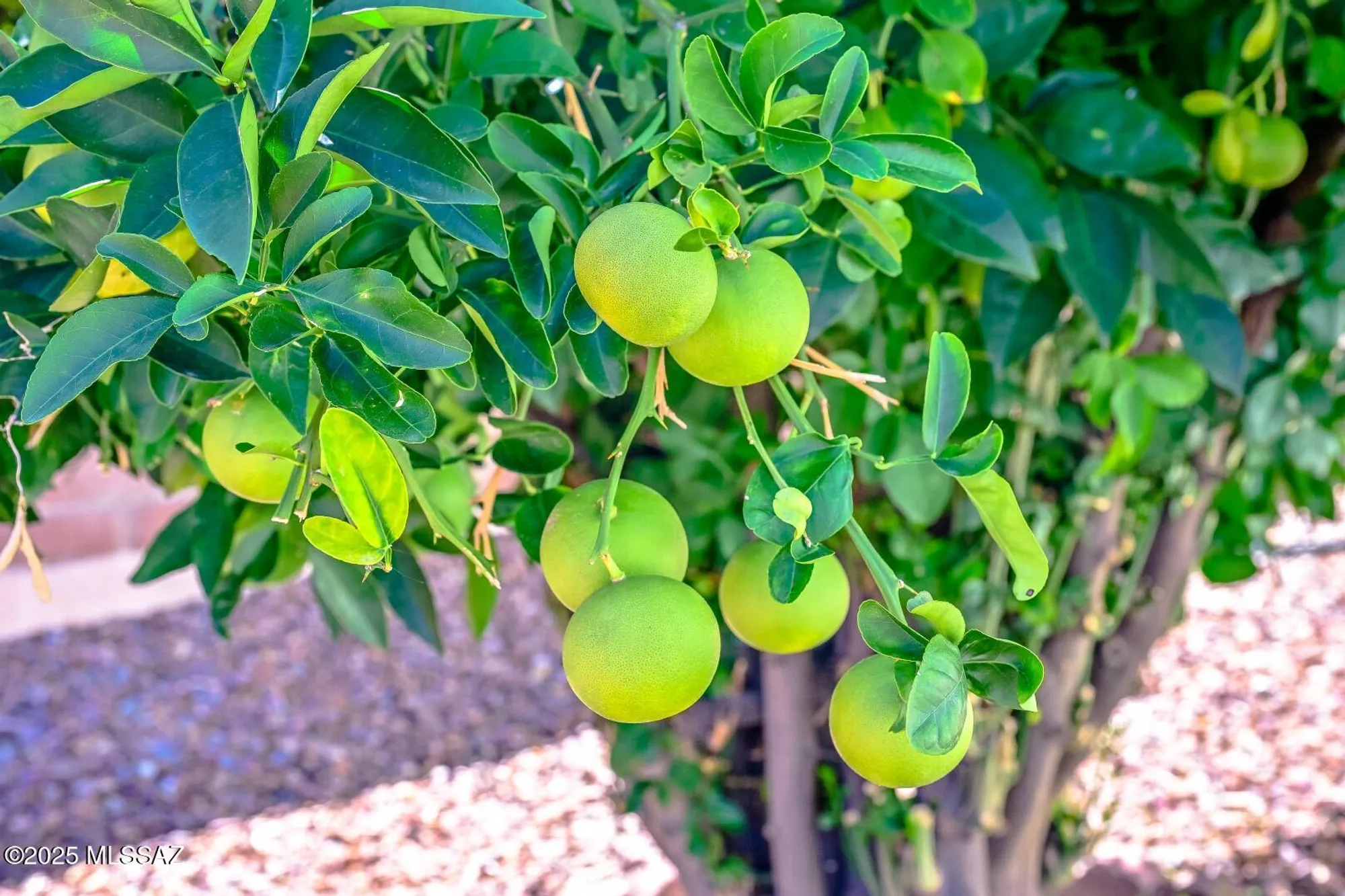 Property Slideshow image 21 of 37 | 934 n abrego dr, Green Valley, AZ, 85614