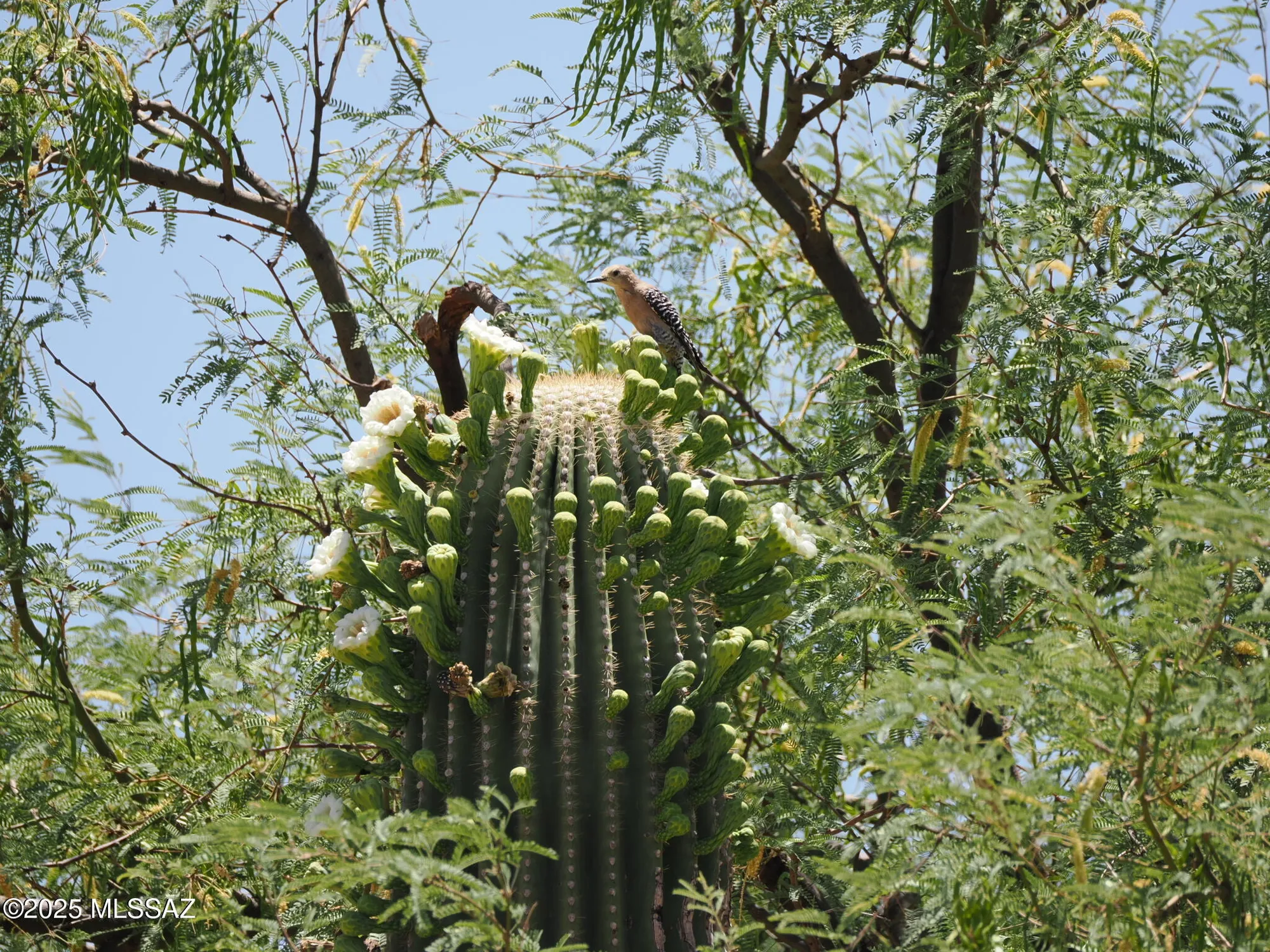Property Slideshow image 42 of 48 | 1668 e comely ct, Green Valley, AZ, 85614